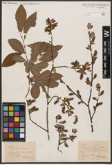 Salix aurita L. x Salix silesiaca Willd.